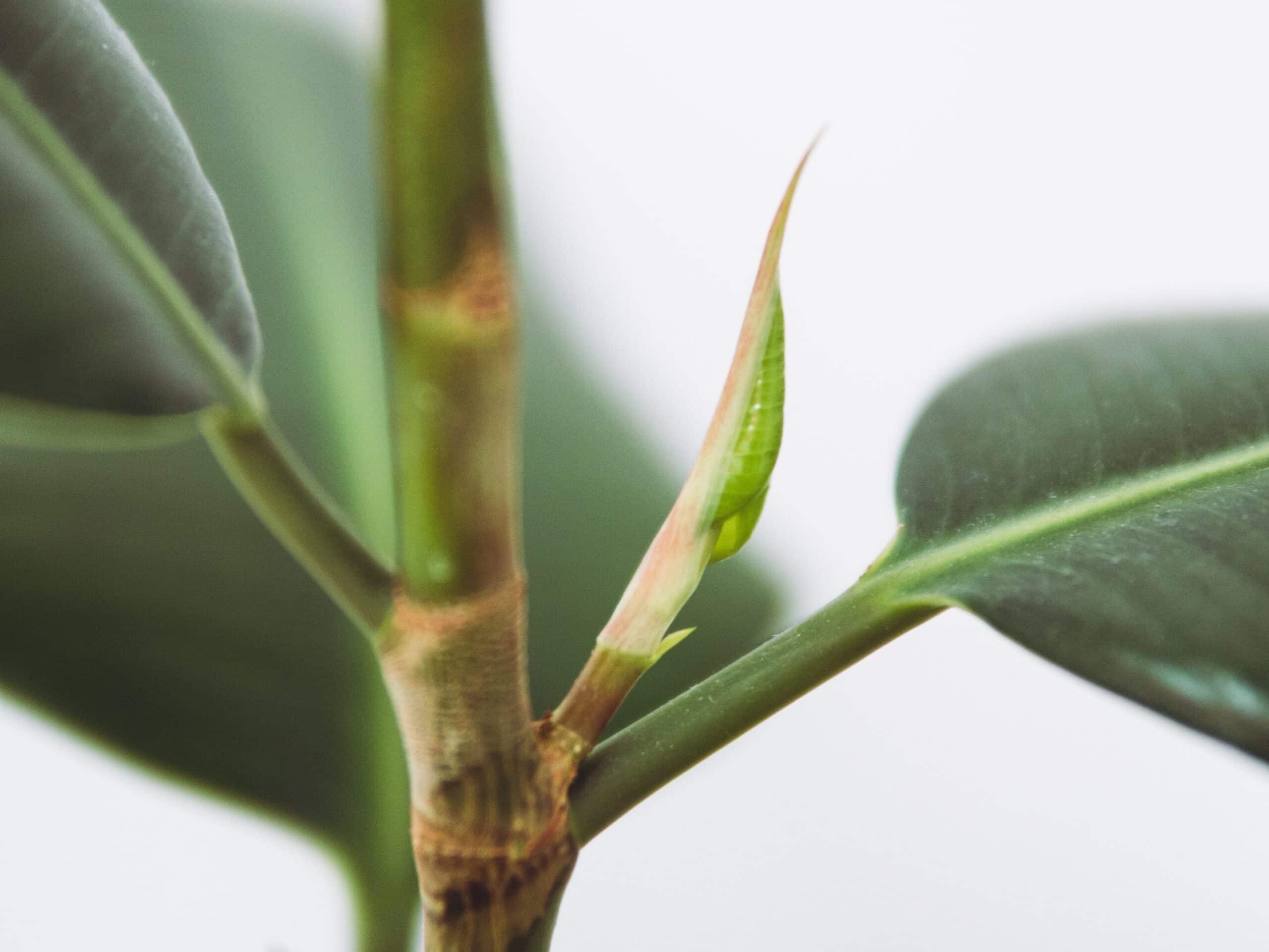 Image of a growing plant